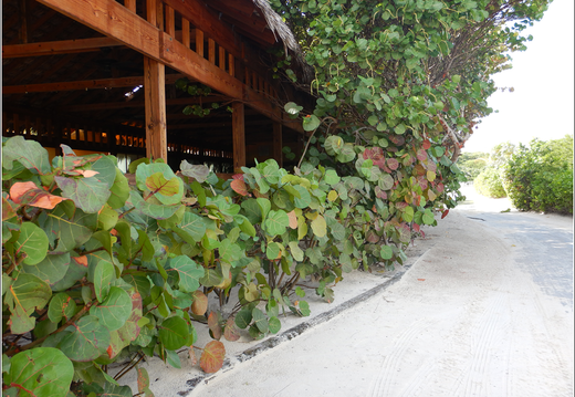 Day 7 Dec 29 Half Moon Cay 0081