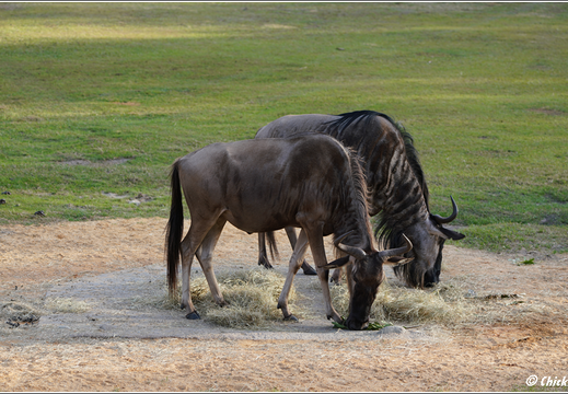 Day 9 10 11 Universal And Disney 0042