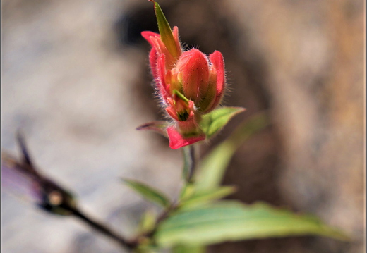 Flowers 004