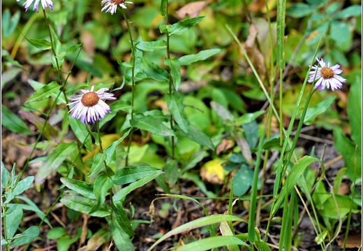 Flowers 011