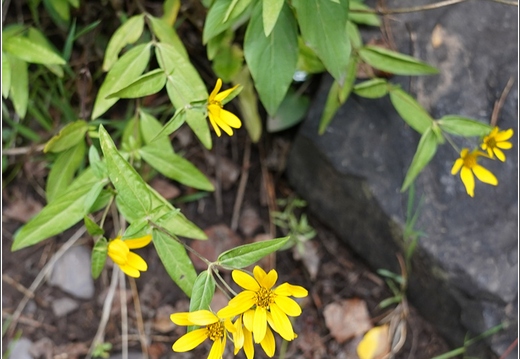 Flowers 002