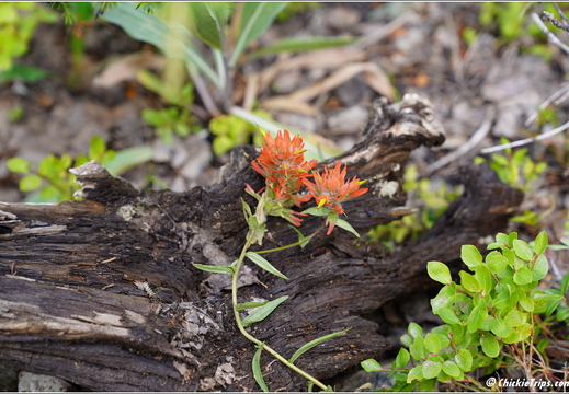 Flowers 010