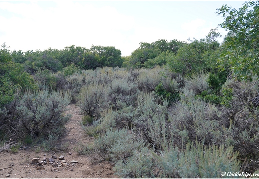 Day 3 - Colorado - Black Canyon of the Gunnison National Park 033
