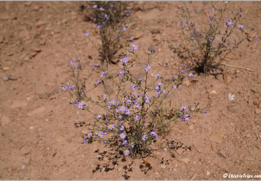 Flowers 001