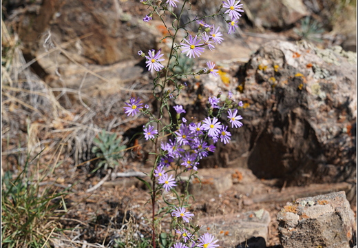 Flowers 002