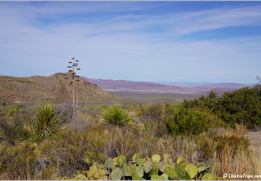 Big Bend National Park - Texas 050