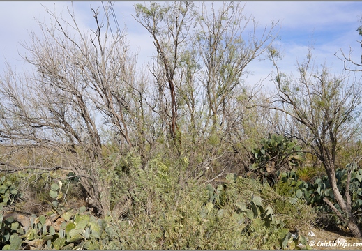 Big Bend National Park - Texas 104