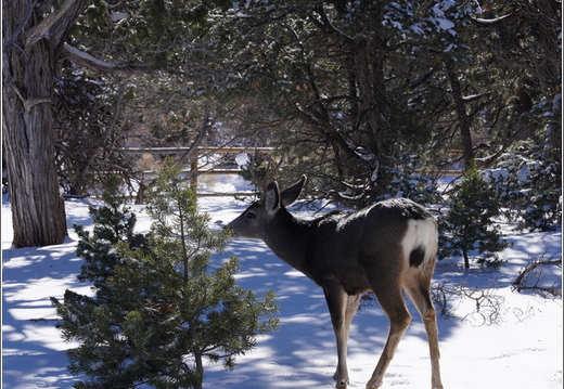 Grand Canyon National Park South Rim - Arizona 089