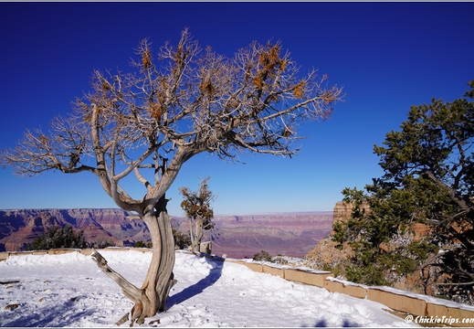 Grand Canyon National Park South Rim - Arizona 142