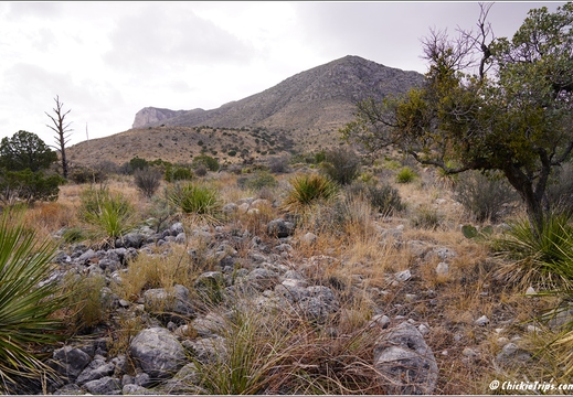 Guadalupe Mountains National Park - Texas 035