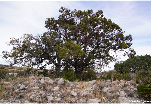 Guadalupe Mountains National Park - Texas 042