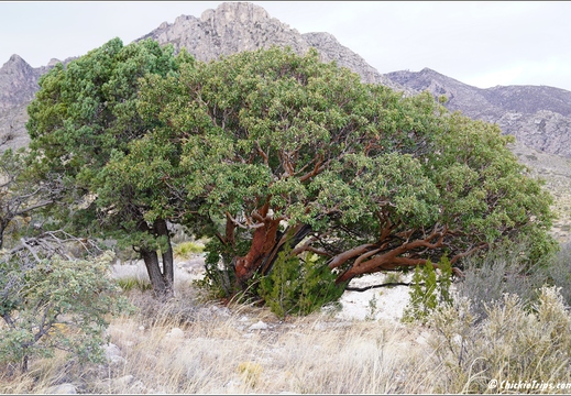 Guadalupe Mountains National Park - Texas 051