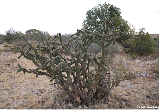 Guadalupe Mountains National Park - Texas 055