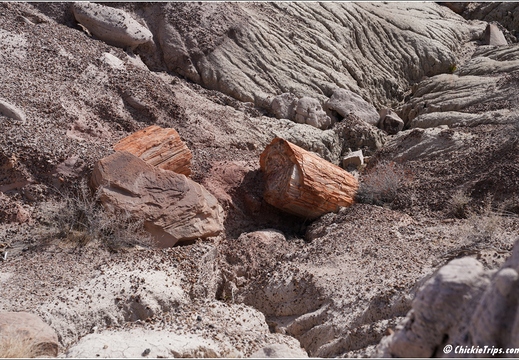 Petrified Forest National Park - Arizona 084