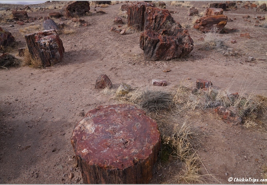 Petrified Forest National Park - Arizona 137