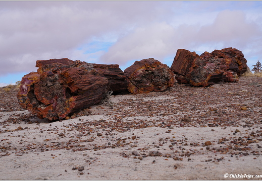 Petrified Forest National Park - Arizona 138