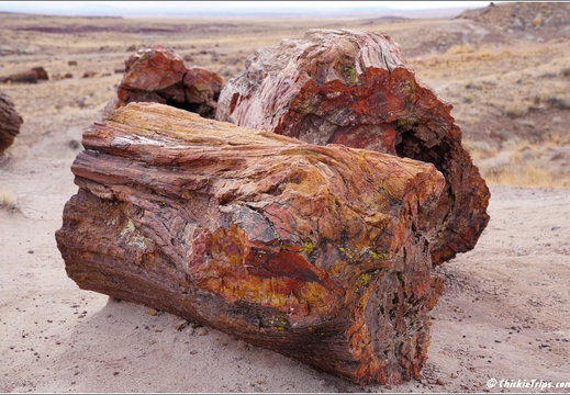 Petrified Forest National Park - Arizona 139