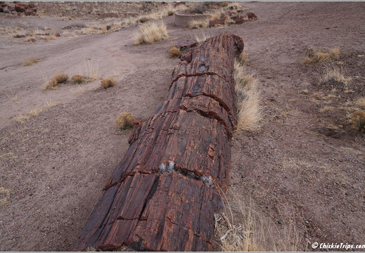 Petrified Forest National Park - Arizona 142