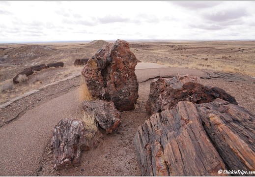 Petrified Forest National Park - Arizona 146