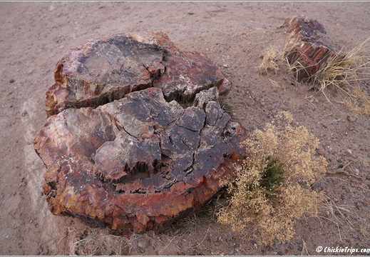 Petrified Forest National Park - Arizona 151