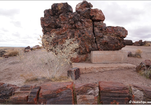 Petrified Forest National Park - Arizona 154