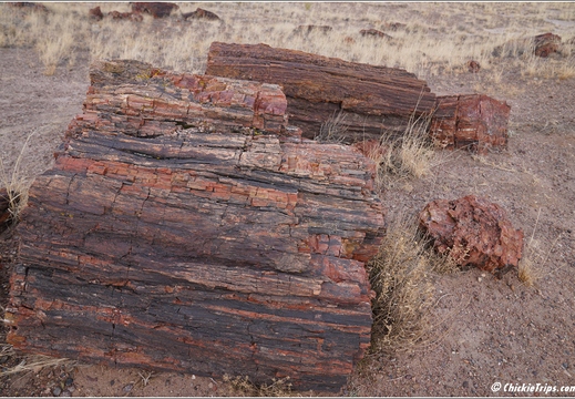 Petrified Forest National Park - Arizona 157