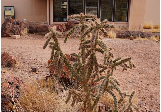 Petrified Forest National Park - Arizona 162