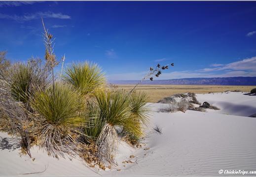 White Sands National Park - New Mexico 026