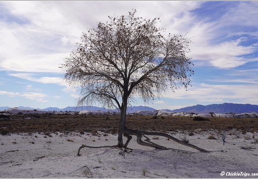 White Sands National Park - New Mexico 038