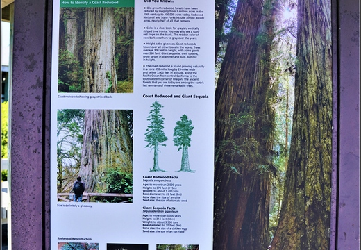 Day 2 - California Redwood National Park 09