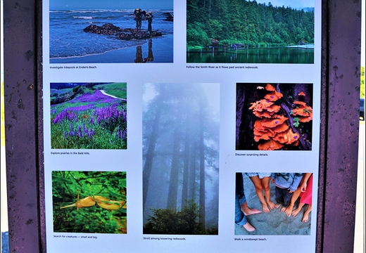 Day 2 - California Redwood National Park 10