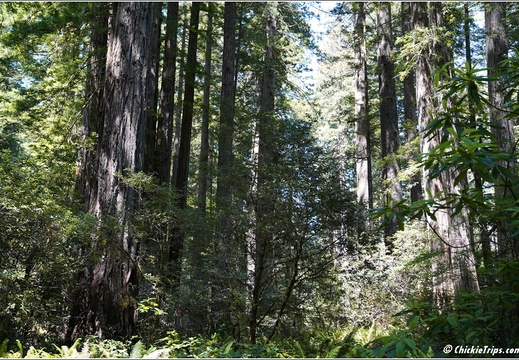 Day 2 - California Redwood National Park 23