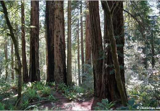 Day 2 - California Redwood National Park 26