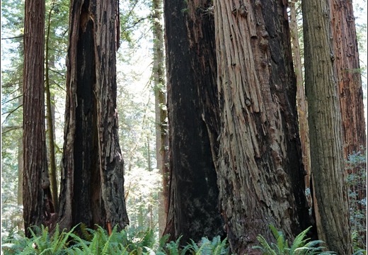 Day 2 - California Redwood National Park 29