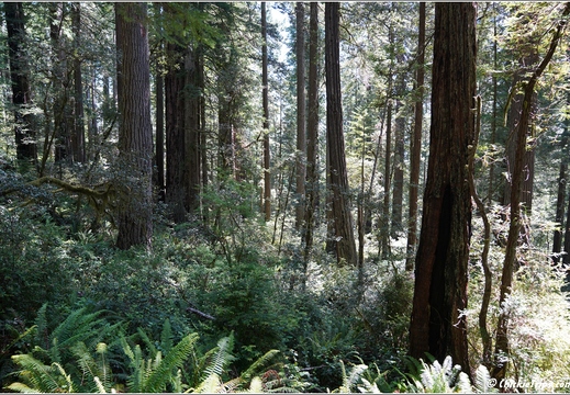Day 2 - California Redwood National Park 32