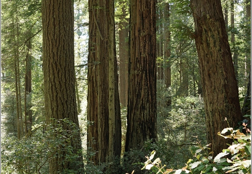 Day 2 - California Redwood National Park 35
