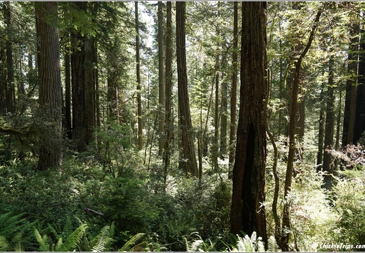 Day 2 - California Redwood National Park 36