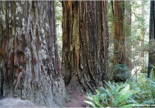 Day 2 - California Redwood National Park 37