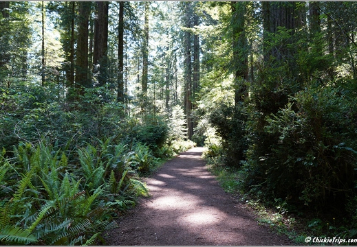 Day 2 - California Redwood National Park 46