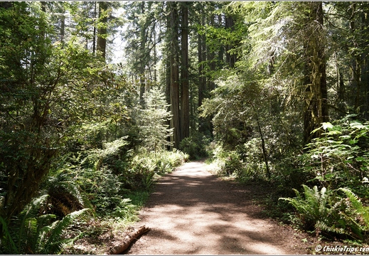 Day 2 - California Redwood National Park 47