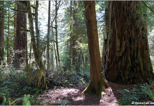Day 2 - California Redwood National Park 48