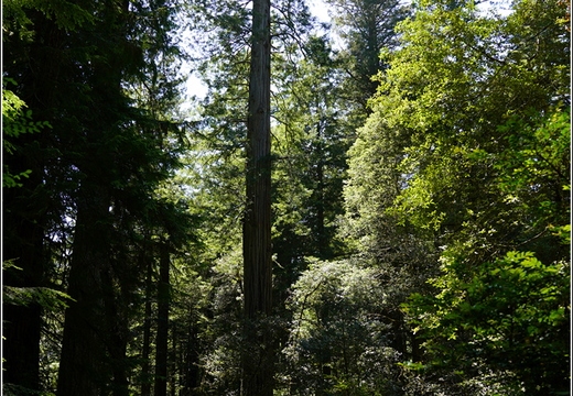 Day 2 - California Redwood National Park 50