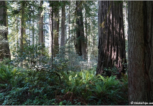 Day 2 - California Redwood National Park 52