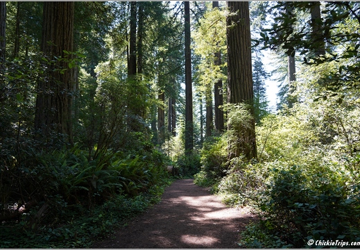 Day 2 - California Redwood National Park 56