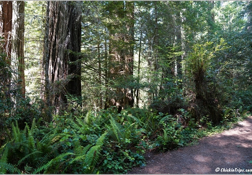Day 2 - California Redwood National Park 59