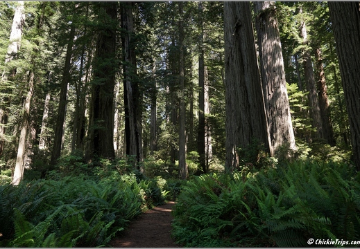 Day 2 - California Redwood National Park 61