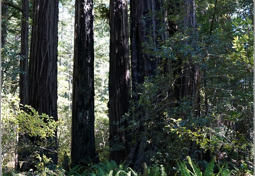 Day 2 - California Redwood National Park 75