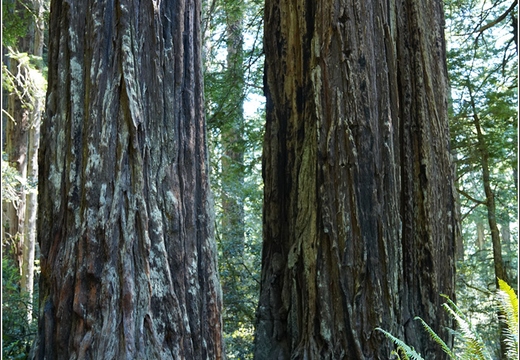 Day 2 - California Redwood National Park 77
