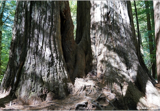Day 2 - California Redwood National Park 81