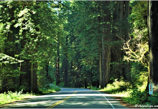 Day 2 - California Redwood National Park 85